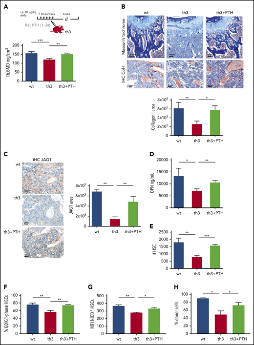 The HSC defect is rescued by PTH administration in th3 mice. (A) Experimental design of in vivo administration of rat PTH (1-34). Trabecular BMD values of mouse tibiae after 4 weeks of treatment. WT, n = 6; th3, n = 6; th3+PTH, n = 6. (B) Masson’s trichrome and IHC evaluation of collagen-1 deposition in WT, th3, and th3+PTH mice. IHC on BM sections by staining with anti-mouse collagen-I antibody was performed. Original magnification: top ×100; bottom ×200. Quantitative analysis of collagen-1 staining, calculating the IHC+ area with image-analysis software. WT, n = 6; th3, n = 6; th3+PTH, n = 6. (C) IHC analysis of JAG1 in BM stromal niche of WT, th3, and th3+PTH mice. Original magnification ×200. Quantitative analysis of JAG1-stained area by image-analysis software. WT, n = 6; th3, n = 6; th3+PTH, n = 6. IHC on BM sections by staining with anti-mouse JAG1 antibody was performed. (D) Evaluation of soluble OPN in BM extracellular fluid of WT, th3 and th3+PTH mice by enzyme-linked immunosorbent assay. WT, n = 4; th3, n = 4; th3+PTH, n = 5. (E) Absolute number of HSCs WT, th3, and PTH-treated th3 mice. WT, n = 14; th3, n = 10; th3+PTH, n = 6. (F) Frequency of quiescent (G0/G1 phase) HSCs in WT, th3, and PTH-treated th3 animals. WT, n = 9; th3, n = 5; th3+PTH, n = 6. (G) Median fluorescence intensity (MFI) of NICD+ HSCs in WT, th3, and th3+PTH mice. WT, n = 5; th3, n = 4; th3+PTH n = 4. (H) Chimerism at 4 months after BMT of WT, th3, and th3+PTH cells injected into lethally irradiated WT recipient animals. WT, n = 5; th3, n = 3; th3+PTH, n = 6. *P < .05; **P < .01; ***P < .001.