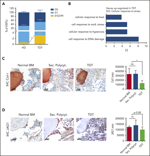 Altered features of HSPCs and BM niche elements in TDT patients. (A) Cell cycle analysis was performed by using Ki67 and 7-AAD staining of CD34+CD38− primitive HSPCs from healthy donors (HD; n = 3) or TDT patients (n = 5). (B) Gene expression profile analysis was performed on CD34+ cells purified from the BM of TDT patients. Functional annotation by Partek software showed that genes could be grouped into a limited number of biological categories. Statistically significant (P < .05) GO categories are reported. In particular, most probe sets upregulated in TDT cells were enriched in response to stress and cell response to DNA damage and oxidative stress. One-way ANOVA was performed. (C-D) Representative images and quantitative IHC evaluation of collagen I deposition and JAG1 in the BM stromal niche of patients with TDT and control biopsies from healthy BM samples and patients affected by secondary polycythemia (Sec. Polycyt.). Original magnification ×400; inset ×630. Normal BM, n = 2; Sec. Polycyt., n = 2; TDT, n = 2. IHC on human BM sections by staining with anti-collagen-I and anti-JAG1 antibodies were performed. *P < .05. ES, enrichment score.