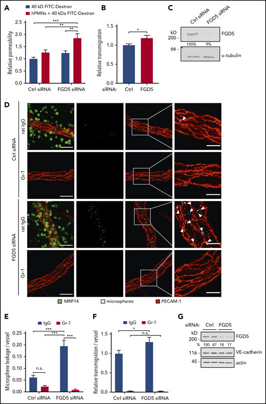 FGD5 is necessary to prevent neutrophil-induced leakiness in vitro and in vivo. (A) Paracellular permeability for 40 kDa FITC-dextran was determined for TNF-α–stimulated HUVEC that were pretreated with control (Ctrl) or FGD5 siRNA in the presence or absence of human neutrophils freshly isolated from whole blood (as indicated). Values were normalized to Ctrl siRNA monolayers without PMNs. (B) Relative transmigration of human PMNs across HUVEC monolayers treated with Ctrl or FGD5 siRNA. (C) HUVEC transfected with Ctrl or FGD5-targeting siRNA were immunoblotted for FGD5 and α-tubulin. (D) Mice were injected intrascrotally with FGD5 or Ctrl siRNA and received anti–Gr-1 antibodies or control IgG intraperitoneally the following day to deplete neutrophils. Twenty-four hours later, mice were stimulated with IL-1β for 3 hours before fluorescent microspheres were injected IV, and mice were euthanized 5 minutes later. Whole mounts of the cremaster muscle were stained with antibodies against PECAM-1 and MRP14. Arrowheads indicate microsphere leakage. Scale bars, 40 µm (left panels), 15 µm (right panels). Quantification of microspheres (E) and extravasated neutrophils (F) per vessel area. (G) Total lung lysates of mice treated with Ctrl siRNA or FGD5 siRNA were immunoblotted for the indicated antigens. Data are mean ± SEM. Results are representative of (C,D,G) or pooled from 4 independent experiments (A-B) or pooled from 4 independent experiments, with a total of 35 to 40 vessels analyzed per condition (E-F). *P < .05, **P < .01, ***P < .001, Student t test (B), 2-way ANOVA (A,E-F). n.s., not significant.