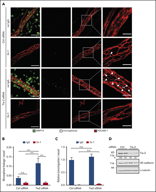 Tie-2 siRNA promotes neutrophil-dependent microsphere leakage from inflamed cremaster vessels. (A) Mice received control (Ctrl) siRNA or Tie-2 siRNA intrascrotally, 24 hours later they received intraperitoneal anti–Gr-1 antibodies or control IgG, and 24 hours thereafter they received IL-1β intrascrotally, followed by IV injection of fluorescent microspheres 3 hours later; mice were euthanized 5 minutes later. Whole mounts of the cremaster muscle were stained for PECAM-1 and MRP14. Arrowheads indicate microphere leakage. Scale bars, 40 µm (left panels), 15 µm (right panels). (B) Microsphere leakage and (C) relative neutrophil extravasation per vessel from experiments as in (A). (D) Total lung lysates from Ctrl siRNA–treated or Tie-2 siRNA–treated mice were analyzed by immunoblot for expression of Tie-2, VE-cadherin, and α-tubulin. Results are representative of (A,D) or pooled from (B-C) 3 independent experiments, with a total of 30 vessels analyzed per condition. Data are mean ± SEM. ***P < .001, 2-way ANOVA. n.s., not significant.