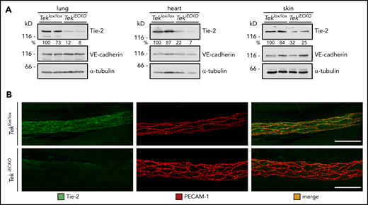 Conditional gene inactivation of Tek in mice. (A-B) Teklox/lox and TekiECKO mice were injected intraperitoneally with tamoxifen on 5 consecutive days and analyzed 3 days later. (A) Total lysates of lung, heart and skin were immunoblotted for Tie-2, VE-cadherin and α-tubulin. (B) Cremaster whole mounts were stained for Tie-2 and PECAM-1. Scale bars, 50 µm.