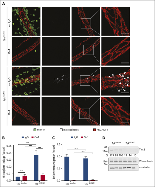 Conditional inactivation of Tie-2 in endothelial cells evokes neutrophil-dependent leakiness of microspheres. (A) Teklox/lox and TekiECKO mice received intraperitoneal injections of anti–Gr-1 or control IgG antibodies and were stimulated 24 hours later for 3 hours with IL-1β. Fluorescent microspheres were injected IV for 5 minutes, and cremaster whole mounts were stained for PECAM-1 and MRP14. Arrowheads indicate microsphere leakage. Scale bars, 40 µm (left panels), 15 µm (right panels). Quantification of microsphere leakage (B) and relative neutrophil extravasation (C) per vessel. (D) Total lung lysates of Teklox/lox and TekiECKO mice were analyzed by immunoblot for the indicated antigens. Results are representative of (A,D) or pooled from (B-C) 4 independent experiments, with 40 or 41 vessels analyzed. Data are mean ± SEM. ***P < .001, 2-way ANOVA. n.s., not significant.