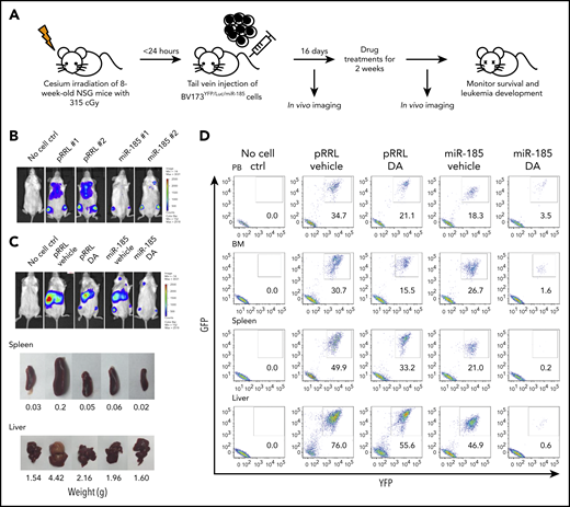 Restoration of miR-185 expression reduces the burden of leukemia and sensitizes leukemic blast cells to TKI treatment, with enhanced survival of leukemic mice. (A) Schematic of the experimental design. BV173YFP/Luc cells transduced with a miR-185-expressing vector, or a pRRL control vector, were injected intravenously into sublethally irradiated nonobese diabetic/severe combined immunodeficiency IL2Rγ-chain–deficient (NSG) mice (2.5 × 106 cells per mouse). Two weeks later, a daily oral gavage treatment of 15 mg/kg DA or vehicle (propylene glycol) was initiated for another 2 weeks. (B) Bioluminescence images of mice taken 2 weeks posttransplantation, before initiation of the oral gavage treatment. (C) Representative bioluminescence images of mice from each group taken 7 weeks posttransplantation. One mouse from each group was then sacrificed to obtain images and weights of spleens and livers. (D) FACS profiles showing human leukemic cell chimerism (GFP+ and YFP+) in PB, BM, spleen, and liver from mice in each group. (E) Representative hematoxylin and eosin-stained sections of spleens and livers from all treatment groups. (F) Fold-difference in BCR-ABL1 transcripts in hematopoietic tissues from each group. Data shown are mean ± SEM of measurements from 3 technical replicates. P values were calculated using a 2-tailed paired Student t test. (G) Western blots of whole protein extracted from BM cells of mice in each group, after probing with the antibodies indicated. (H) Overall survival of mice from each treatment group (n = 6 mice per group). P values were calculated using log-rank test. ND = not detectable.