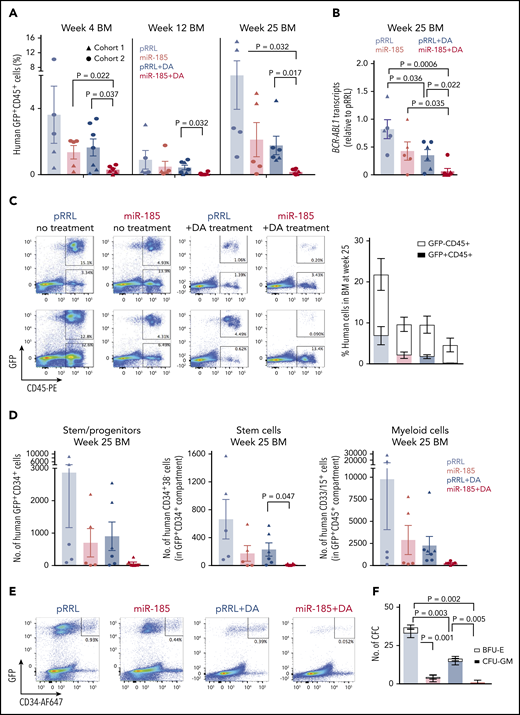 Restoration of miR-185 expression eliminates TKI nonresponder cells regenerated in transplanted nonobese diabetic-Rag1−/−IL2Rγc−/− mice. (A) Detection of human GFP+CD45+ cells in the BM of mice injected with CD34+ CML patient cells transduced with a pRRL control vector (light blue), a miR-185 vector (light red), pRRL plus DA treatment (dark blue), or miR-185 plus DA treatment (dark red) at weeks 4, 12, and 25 posttransplantation. (B) qRT-PCR results for BCR-ABL1 transcript levels relative to GAPDH in total BM cells of all mice analyzed at 25 weeks. (C) Representative FACS plots of human (CD45+) and GFP+CD45+ cells detected in the BM of mice analyzed at 25 weeks posttransplantation (left) and a summary of the levels of transduced GFP+CD45+ (solid bars) versus non-transduced GFP-CD45+ (white bars, right) human cells in all mice studied. (D) Levels of human GFP+CD34+, CD34+CD38−, and myeloid cells detected in the BM of all mice analyzed at week 25 posttransplantation. (E) Representative FACS plots of human GFP+CD34+ cells in the BM of mice at week 25 posttransplantation. (F) Colony output of FACS-sorted human GFP+CD45+ cells harvested from the BM of mice 25 weeks posttransplantation of cells from a CML patient sample. Data shown, except where otherwise indicated, are the mean ± SEM of measurements from 2 cohorts of mice injected with transduced cells from 2 independent TKI nonresponder patients. Each dot/triangle represents 1 mouse. P values were calculated using a 2-tailed unpaired Student t test. No. = number.