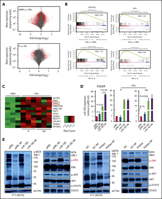 RNA-seq analysis identifies increased expression of OXPHOS and ROS gene signatures in TKI nonresponder cells and PAK6 as a target of miR-185. (A) DESeq2 analysis of differentially expressed genes from the same 9 RNA samples used for miRNA profiling and a comparison of genes expressed differentially in CD34+ cells from NBM (n = 3) vs CML (n = 6, top panel) samples and IM responder (n = 3) vs IM nonresponder (n = 3, bottom panel) samples. Red dots represent differentially expressed genes with adjusted P values < .05 between these samples. (B) Gene set enrichment analysis plots for OXPHOS and ROS pathways, with nominal enrichment scores. (C) Heat maps of miR-185-predicted target genes identified in CD34+ cells from NBM vs CML cells. (D) qRT-PCR analysis of miR-185 expression in IM-resistant K562R cells, CD34+ IM responder (n = 3) and IM nonresponder (n = 3) cells transduced with a miR-185-expressing vector or a pRRL control vector and incubated with or without IM (5.0 µM) for 24 hours. (E) Western blot analysis of several key signaling proteins in miR-185-transduced K562R cells, PAK6 siRNA-transfected K562R cells, and control cells cultured with or without IM (5.0 µM) for 24 hours. ACTIN served as loading control. (F-H) qRT-PCR analyses of the transcript levels of PAK6 in CD34+ cells from NBM vs IM responders (R) or IM nonresponders (NR). Correlation analysis of PAK6 and miR-185 expression in responder and nonresponder patients (G), and PAK6 transcript levels in CD34 subpopulations from responders vs nonresponders. P values were calculated using a 2-tailed paired (Figure 6F) or unpaired Student t test. Ctrl = control.