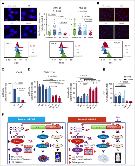 The PAK inhibitor PF-3758309 sensitizes CD34+ nonresponder cells to TKIs and perturbs mitochondrial activity. (A) Representative confocal images showing the morphology of mitochondria stained in CD34+ IM nonresponder cells treated with PF-3758309 (PF) and IM, as compared with control and single drug treatment and quantification of mitochondria to nuclear area ratio in these treated cells are shown and each dot represents an individual cell (top, n = 2). The white scale bar represents 20 μm. Intracellular mitochondrial staining of the same cells by MitoTracker Deep Red (MTDR) is also shown (bottom). (B) ROS was assessed using CellROX Deep Red in the same cells as in (A), and representative images and intracellular ROS accumulation are shown. The white scale bar represents 50 μm. (C-D) Viability and apoptosis assays of IM-resistant K562 cells (K562R) and CD34+ cells from IM nonresponders (n = 3) for 72 hours in the presence or absence of PF or TKIs (IM, DA, and NL), alone or in combination. (E) CFC assays of CD34+ CML cells from TKI nonresponders (n = 3) with or without PF or TKIs, alone or in combination. Data shown are mean ± SEM of measurements from 3 patient samples. P values were calculated using a 2-tailed unpaired Student t test. (F) Model of how restored expression of miR-185 or inhibition of PAK6 activity sensitizes TKI-resistant CML cells to TKIs both in vitro and in vivo, by dual targeting of a novel miR-185-PAK6 axis and BCR-ABL1 activity.
