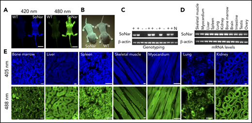 Establishment of pan-tissue SoNar transgenic mice. (A) In vivo fluorescence imaging of neonatal SoNar transgenic mouse and WT mouse excited at 420 and 480 nm. Scale bar, 10 mm. (B) Comparison of the neonatal SoNar transgenic mouse and WT mouse under UV illumination (395 nm). (C) Representative electrophoresis images for the genotype of SoNar transgenic mice. + indicates transgenic mice; − indicates WT littermate transgenic mice; N indicates C57BL/6 WT mice. (D) mRNA levels of SoNar in different tissues/organs from the transgenic mice determined by RT-PCR. (E) SoNar fluorescence was examined in different tissues/organs of either WT or SoNar transgenic mice by confocal microscopy. Scale bar, 10 μm. See also supplemental Figure 1.