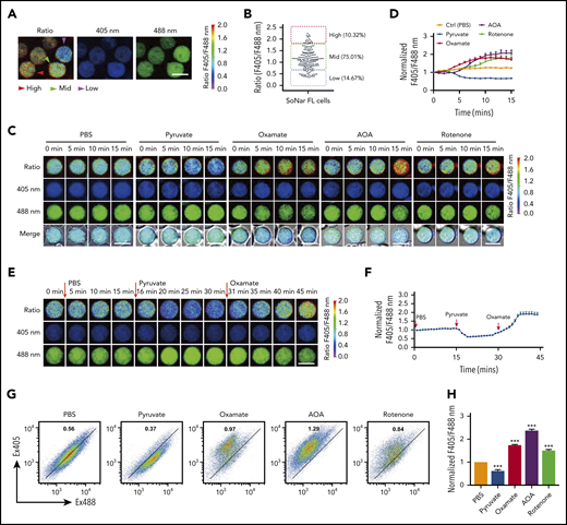 SoNar indicates metabolically distinct populations of FL hematopoietic cells. (A) The ratios of SoNar fluorescence (F405/F488 nm) were determined in CD45+SoNar+ FL hematopoietic cells by confocal microscopy, and representative images are shown. (B) Quantification of the ratios of SoNar fluorescence in panel A (n = 184). SoNar-low (ratio <0.6), SoNar-mid (ratio 0.6-1.8), and SoNar-high cells (ratio >1.8) were defined accordingly. (C) Representative images of the ratios of SoNar fluorescence with excitation at 405 and 488 nm (F405/F488 nm) in CD45+SoNar+ FL hematopoietic cells at indicated time points upon PBS, pyruvate, oxamate, AOA, or rotenone incubation. (D) Quantification of the ratios of SoNar fluorescence in panel C. A total of 25-55 CD45+SoNar+ FL hematopoietic cells were analyzed (n = 3). (E) Representative images of the ratios of SoNar fluorescence in CD45+ SoNar FL hematopoietic cells (E12.5) at indicated time points upon sequential treatments with PBS, pyruvate, and oxamate. (F) Quantification of the ratios of SoNar fluorescence in panel E. A total of 22 SoNar FL hematopoietic cells were analyzed (n = 3). (G) Representative flow cytometric analyses of the changes of the ratios of SoNar fluorescence in CD45+SoNar+ FL hematopoietic cells upon PBS, pyruvate, oxamate, AOA, or rotenone treatment. (H) Quantification of the ratios of SoNar fluorescence in panel G (n = 3). Scale bar, 10 μm. Data are represented as mean ± standard error of the mean. One-way analysis of variance with Tukey’s multiple comparison test was used for the comparison of statistical significance. See also supplemental Figure 2. ***P < .001.