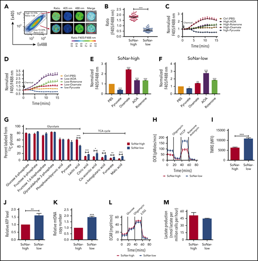 SoNar-low FL hematopoietic cells exhibit similar glycolytic but enhanced mitochondrial activity compared with SoNar-high cells. (A) Fluorescence-activated cell sorting–purified CD45+ SoNar-high and -low FL hematopoietic cells were evaluated for the ratios of SoNar fluorescence with excitation at 405 and 488 nm by confocal microscopy, and representative images are shown. Scale bar, 10 μm. (B) Quantification of the ratios of SoNar fluorescence (F405/F488 nm) in panel A as measured by confocal microscopy. A total of 50 to 60 CD45+ SoNar-high and -low FL hematopoietic cells were analyzed (n = 3). (C-D) CD45+ SoNar-high (C) and -low FL (D) hematopoietic cells were incubated with PBS, pyruvate, oxamate, AOA, or rotenone, followed by the measurement of the ratios of SoNar fluorescence at indicated time points. A total of 20 to 34 CD45+ SoNar-high and -low FL hematopoietic cells were analyzed (n = 3). (E-F) Quantification of the ratios of SoNar fluorescence in CD45+ SoNar-high (E) and -low (F) FL hematopoietic cells upon PBS, pyruvate, oxamate, AOA or rotenone treatment (n = 3). (G) CD45+ SoNar-high and -low FL hematopoietic cells were cultured with carbon 13–labeled glucose for 2 hours, followed by the determination of intermetabolites derived from glycolysis or TCA cycle (n = 3). (H) OCR levels were examined in CD45+ SoNar-high and -low FL hematopoietic cells using a Seahorse XF96 analyzer (n = 3). (I) Quantification of the mean fluorescence intensities (MFIs) of mitochondrial membrane potential in CD45+ SoNar-high and -low FL hematopoietic cells by staining with TMRE probe (n = 5). (J) ATP levels were examined in CD45+ SoNar-high and -low FL hematopoietic cells (n = 3). (K) mtDNA copies were measured in CD45+ SoNar-high and -low FL hematopoietic cells by PCR (n = 3). (L) Plots of the extracellular acidification rate (ECAR) as a parameter of time were examined in CD45+ SoNar-high and -low FL hematopoietic cells using a Seahorse XF96 extracellular flux analyzer (n = 3). (M) Extracellular lactate production was measured in the supernatant of the cultured CD45+ SoNar-high and -low FL hematopoietic cells 1 hour after culture (n = 3). Data are represented as mean ± standard error of the mean. Student 2-tailed unpaired t test (B,I,J,K,M), 1-way analysis of variance (ANOVA) with Tukey’s multiple comparison test (E,F), and 2-way ANOVA with Sidak’s multiple comparison test (G) were used for the comparison of statistical significance. See also supplemental Figure 3. *P < .05, **P < .01, ***P < .001.