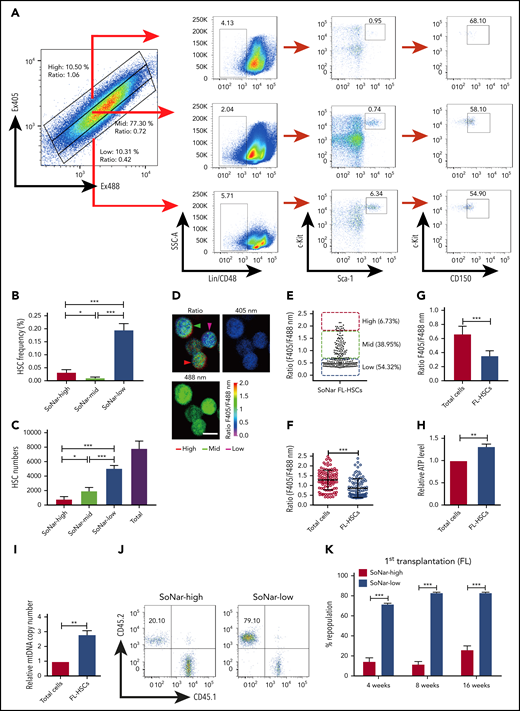 Functional HSCs are enriched in SoNar-low FL hematopoietic cells. (A-B) Representative flow cytometric analyses (A) and quantification (B) of frequencies of long-term HSCs (Lin−Sca-1+c-Kit+CD150+CD48−) in SoNar-high, -mid, and -low FL hematopoietic cells (n = 5). (C) Cell numbers of immunophenotypic HSCs were counted in SoNar-high, -mid, and -low and total FL hematopoietic cells (n = 5). (D-E) Representative images of the ratios of SoNar fluorescence of FL-HSCs (D); a total of 208 FL-HSCs were examined, and quantitative data are shown (E; n = 3). Scale bar, 10 μm. (F) Quantification of the ratios of SoNar fluorescence (F405/F488 nm) in total FL hematopoietic cells and FL-HSCs as measured by flow cytometric analysis (n = 3). (G) Quantification of ratios of SoNar fluorescence (F405/F488 nm) in total CD45+ FL hematopoietic cells and FL-HSCs (n = 5). (H-I) ATP levels and mtDNA copies were examined in total CD45+ FL hematopoietic cells and FL-HSCs, respectively (n = 3). (J) Representative flow cytometric plots of the frequencies of repopulated cells in the peripheral blood of recipients transplanted with CD45+ SoNar-high or -low FL donor cells (CD45.2) or competitive cells (CD45.1). (K) Repopulated donor cells were analyzed in recipients transplanted with CD45+ SoNar-high or -low FL donor cells at 4, 8, and 16 weeks posttransplantation (n = 5). (L) Multilineage contribution of donor cells in the primary recipients at 16 weeks posttransplantation in panel K (n = 5). (M) Secondary transplantation was performed with donor BM cells of primary recipients in panel L. Percentages of repopulated cells were analyzed at 4, 8, and 16 weeks posttransplantation (n = 5). (N) Multilineage contribution of donor cells in the secondary recipients at 16 weeks posttransplantation (n = 5). Repopulated donor cells were analyzed in recipients transplanted with CD45+ SoNar-high or -low FL donor cells at 4, 8, and 16 weeks posttransplantation (n = 5). (O-P) Repopulated donor cells were analyzed in recipients transplanted with SoNar-high or -low FL-HSCs cells at 4, 8, and 16 weeks after either primary (O) or secondary transplantation (P; n = 5). (Q) Different cell numbers of CD45+ SoNar-high and -low FL donor cells were injected into lethally irradiated recipients, and the competitive repopulating units (CRUs) were determined using L-Calc software. Data are represented as mean ± standard error of the mean. Student 2-tailed unpaired t test (G-I), 1-way analysis of variance (ANOVA) with Tukey’s multiple comparison test (B-C), and 2-way ANOVA with Sidak’s multiple comparison test (K-P) were used for the comparison of statistical significance. See also supplemental Figure 4. *P < .05, **P < .01, ***P < .001.