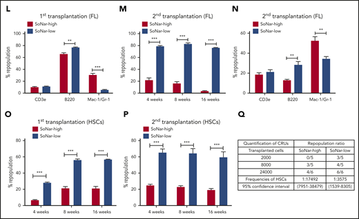 Functional HSCs are enriched in SoNar-low FL hematopoietic cells. (A-B) Representative flow cytometric analyses (A) and quantification (B) of frequencies of long-term HSCs (Lin−Sca-1+c-Kit+CD150+CD48−) in SoNar-high, -mid, and -low FL hematopoietic cells (n = 5). (C) Cell numbers of immunophenotypic HSCs were counted in SoNar-high, -mid, and -low and total FL hematopoietic cells (n = 5). (D-E) Representative images of the ratios of SoNar fluorescence of FL-HSCs (D); a total of 208 FL-HSCs were examined, and quantitative data are shown (E; n = 3). Scale bar, 10 μm. (F) Quantification of the ratios of SoNar fluorescence (F405/F488 nm) in total FL hematopoietic cells and FL-HSCs as measured by flow cytometric analysis (n = 3). (G) Quantification of ratios of SoNar fluorescence (F405/F488 nm) in total CD45+ FL hematopoietic cells and FL-HSCs (n = 5). (H-I) ATP levels and mtDNA copies were examined in total CD45+ FL hematopoietic cells and FL-HSCs, respectively (n = 3). (J) Representative flow cytometric plots of the frequencies of repopulated cells in the peripheral blood of recipients transplanted with CD45+ SoNar-high or -low FL donor cells (CD45.2) or competitive cells (CD45.1). (K) Repopulated donor cells were analyzed in recipients transplanted with CD45+ SoNar-high or -low FL donor cells at 4, 8, and 16 weeks posttransplantation (n = 5). (L) Multilineage contribution of donor cells in the primary recipients at 16 weeks posttransplantation in panel K (n = 5). (M) Secondary transplantation was performed with donor BM cells of primary recipients in panel L. Percentages of repopulated cells were analyzed at 4, 8, and 16 weeks posttransplantation (n = 5). (N) Multilineage contribution of donor cells in the secondary recipients at 16 weeks posttransplantation (n = 5). Repopulated donor cells were analyzed in recipients transplanted with CD45+ SoNar-high or -low FL donor cells at 4, 8, and 16 weeks posttransplantation (n = 5). (O-P) Repopulated donor cells were analyzed in recipients transplanted with SoNar-high or -low FL-HSCs cells at 4, 8, and 16 weeks after either primary (O) or secondary transplantation (P; n = 5). (Q) Different cell numbers of CD45+ SoNar-high and -low FL donor cells were injected into lethally irradiated recipients, and the competitive repopulating units (CRUs) were determined using L-Calc software. Data are represented as mean ± standard error of the mean. Student 2-tailed unpaired t test (G-I), 1-way analysis of variance (ANOVA) with Tukey’s multiple comparison test (B-C), and 2-way ANOVA with Sidak’s multiple comparison test (K-P) were used for the comparison of statistical significance. See also supplemental Figure 4. *P < .05, **P < .01, ***P < .001.