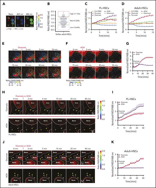 FL-HSCs respond differently to AOA stimulation in the BM niche compared with adult HSCs. (A-B) Representative images of the ratios of SoNar fluorescence of BM adult HSCs (A); a total of 242 adult HSCs were examined, and quantitative data are shown (B; n = 3). Scale bar, 10 μm. (C-D) Dynamic changes of the ratios of SoNar fluorescence in FL-HSCs and adult HSCs at indicated time points upon metabolic stimulations. A total of 25 to 30 FL-HSCs (C) or adult HSCs (D) were examined (n = 3). (E-G) Representative images of the ratios of SoNar fluorescence of total BM cells in the cranium at indicated time points upon oxamate (E) or AOA (F) incubation; a total of 30 SoNar BM cells were examined, and quantitative data are shown (G; n = 3). (H-I) Representative images of the changes of the ratios of SoNar fluorescence upon oxamate or AOA incubation in the cranium of recipients receiving FL-HSCs (yellow arrowheads) 16 hours after transplantation (H); a total of 20 to 22 SoNar FL-HSCs were examined, and quantitative data are shown (I; n = 3). (J-K) Representative images of the changes of the ratios of SoNar fluorescence upon oxamate or AOA incubation in the cranium of recipients receiving adult HSCs (yellow arrowheads) 16 hours after transplantation (J); a total of 22 to 24 SoNar adult HSCs were examined, and quantitative data are shown (K; n = 3). Data are represented as mean ± standard error of the mean. Scale bar, 20 μm. See also supplemental Figure 5.