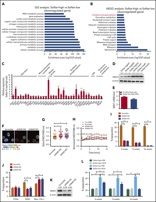 MDH1 enhances the malate-aspartate NADH shuttle and decreases NADH/NAD+ level in SoNar-low FL-HSCs. (A-B) Gene ontology (GO; biological process; A) and Kyoto Encyclopedia of Genes and Genomes (KEGG; pathway; B) analyses of the microarray data of CD45+ SoNar-high vs -low FL hematopoietic cells. Candidate changes (downregulated genes) are highlighted in red. (C) Potential candidates related to glycolysis, monocarboxylate transporter, malate-aspartate shuttle, oxidative phosphorylation, pentose phosphate pathway (PPP), and glutamine and serine metabolism were evaluated in CD45+ SoNar-high vs -low FL hematopoietic cells by quantitative RT-PCR (n = 3). (D) Protein levels of MDH1 in CD45+ SoNar-high and -low FL hematopoietic cells were measured by immunoblotting (n = 3). Ratio of MDH1/actin was quantified and normalized against SoNar-high#1 cells. (E) Mdh1 expression levels in total CD45+ FL hematopoietic cells, FL-HSCs, SoNar-high FL-HSCs, and SoNar-low FL-HSCs were determined by quantitative RT-PCR (n = 3). (F) Representative images for the ratios of SoNar fluorescence of Mdh1-knockdown and scrambled SoNar 32D cells. (G) Quantification of the ratios of SoNar in panel F. A total of 30 SoNar 32D cells were analyzed (n = 3). (H) Quantification of the ratios of SoNar fluorescence in SoNar 32D cells at indicated time points upon AOA incubation. A total of 22 to 25 SoNar 32D cells were analyzed (n = 3). (I) Mdh1 was silenced in CD45+ FL hematopoietic cells by short-hairpin RNA (shRNA) targeting Mdh1 (shMdh1#2 or shMdh1#3) followed by transplantation into recipients. The repopulation was analyzed at 4, 8, and 16 weeks posttransplantation (n = 5). (J-K) Multilineage contribution of donor cells in the recipients at 16 weeks posttransplantation (J; n = 5). MDH1 levels were measured in BM cells of recipients by immunoblotting (K). Ratio of MDH1/actin was quantified and normalized against scrambled cells. (L) CD45+ SoNar-high and -low FL hematopoietic cells were treated with AOA for 24 hours, followed by transplantation into recipients (n = 5). Repopulation was analyzed at 4, 8, and 16 weeks posttransplantation. Scale bar, 10 μm. Data are represented as mean ± standard error of the mean. One-way analysis of variance (ANOVA) with Tukey’s multiple comparison test (C,G) and 2-way ANOVA with Sidak’s multiple comparison test (I-J,L) were used for the comparison. See also supplemental Figure 6. *P < .05, **P < .01, ***P < .001. ER, endoplasmic reticulum.