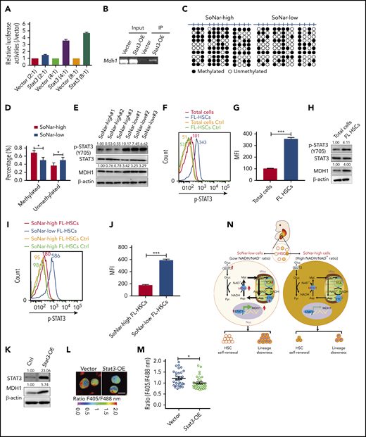 STAT3 transactivates Mdh1 expression to maintain FL-HSC activities. (A) Mdh1 luciferase reporter and different doses of Stat3 were cotransfected into 293T cells, followed by the determination of luciferase activities (n = 3). (B) ChIP assays were analyzed with 293T cells cotransfected with pGL4.27-mdh1 promoter vector and Stat3 plasmid or control plasmid. Input control and amplification of the Stat3-binding sequence of Mdh1 were determined by semiquantitative PCR. (C) Bisulfite sequencing analysis of the methylation patterns of the CpG islands in the Mdh1 promoter in CD45+ SoNar-high and -low FL hematopoietic cell fractions is shown. Each row represents a unique DNA clone; filled and open circles represent methylated and unmethylated CpGs, respectively. (D) Quantification data of methylated and unmethylated CpGs (n = 3). (E) Protein levels of pSTAT3, STAT3, and MDH1 were measured in CD45+ SoNar-high and -low FL cells. Ratios of pSTAT3/STAT3 and MDH1/actin were quantified and normalized against SoNar-high#1 cells. (F) Representative flow cytometric analysis of intracellular level of pSTAT3 of total CD45+ FL hematopoietic cells and FL-HSCs. Mean fluorescence intensity (MFI) of each group was shown (isotype control, yellow and green lines). (G) Quantification of MFI of intracellular level of pSTAT3 in panel F (n = 3). (H) Immunoblotting assay showed protein levels of pSTAT3, STAT3, and MDH1 in total CD45+ FL hematopoietic cells and FL-HSCs. Ratios of pSTAT3/STAT3 and MDH1/actin were quantified and normalized against total cells. (I) Representative flow cytometric analysis of intracellular level of pSTAT3 of CD45+ SoNar-high and -low FL-HSCs. MFI of each group is shown (isotype control, yellow and green lines). (J) Quantification of MFI of intracellular level of pSTAT3 in panel I (n = 3). (K) Protein level of MDH1 was measured in Stat3-overexpressed SoNar 32D cells and control cells by immunoblotting. Ratios of STAT3/actin and MDH1/actin were quantified and normalized against control cells. (L) Stat3-overexpressed SoNar 32D cells and control cells were evaluated for the ratios of SoNar fluorescence, and representative images are shown. Scale bar, 10 μm. (M) Quantification of the ratios of SoNar fluorescence in panel L. A total of 30 SoNar 32D cells were analyzed (n = 3). (N) Working model for the connections between FL-HSC activities and Mdh1-mediated malate-aspartate shuttle as indicated by SoNar. Data are represented as mean ± standard error of the mean. Student 2-tailed unpaired t test (G,J,M) and 2-way analysis of variance with Sidak’s multiple comparison test (D) were used for the comparison. *P < .05, ***P < .001.