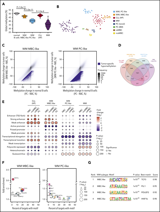 WM subtype-specific DNA methylation signatures are shared with other malignancies and highlight candidate deregulated TFs. (A) Global DNA methylation levels in normal and malignant B cells assessed by the average β value on Illumina arrays. Normal B-cell group composed of ncsMBC (n = 6), csMBC (n = 5), PC-tonsil (n = 8), and PC-BM (n = 3); MBC-like WM (n = 14), PC-like WM (n = 18), HP-CLL (n = 39), MM (n = 53). Box represents interquartile range with median, whiskers 2.5% to 97.5% confidence interval. (B) T-distributed stochastic neighbor embedding plot of the 2500 most variable CpGs among normal B cells, WM, HP-CLL, and MM showing unique methylation patterns among normal and malignant cell types. WM more closely associates with HP-CLL than MM. Same sample numbers per group as in panel A. (C) Scatterplots displaying the methylation changes occurring during normal B-cell development (x-axis) with changes occurring in WM tumor cells. Both comparisons use naive B cells (NBCs) as a fixed reference. Mean methylation per cell type of all CpGs assessed by the Illumina arrays are plotted (gray dots). CpGs that demonstrate a methylation loss of >20% beyond the decrease during normal development represent tumor-specific hypomethylation (blue dots). (D) Four-way Venn diagram displaying the overlap of tumor-specific hypomethylated CpGs between WM subtypes along with those in HP-CLL and MM. (E) Enrichment of tumor-specific hypomethylation in genomic regions defined by chromatin states in normal B-cell subsets. Hypomethylation was primarily enriched in enhancer regions in MBC-like WM, whereas was enriched in repressed and quiescent regions in PC-like WM; similar patterns were observed in HP-CLL and MM, respectively. (F) Bubble scatterplots showing the enrichment and prevalence of TF motifs in tumor-specific hypomethylation in MBC-like and PC-like WM. Motifs were determined by de novo motif finding, and motifs present in >2% of regions and P < .05 are displayed. MBC-like WM shows highly prevalent and enriched motifs for POU2F2 (OCT2), TCF3/E2A, and PU.1 (SPI1). (G) Motif logo, consensus match score, and enrichment statistics for highly enriched TF motifs in WM. TSS, transcription start site.