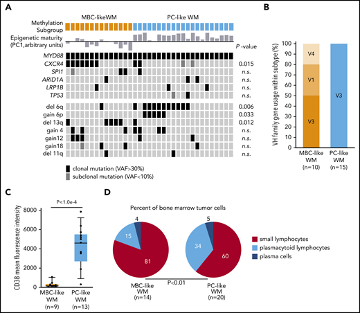 WM subgroups show differential biological features. (A) Oncoprint of genomic aberrations in WM separated by methylation subtype. Epigenetic maturity (as defined in Figure 3) is indicated for each sample; bars below and above represent low and high maturity, respectively. Mutations were mostly clonal VAFs (black) with a minority of subclonal mutations observed (VAF <10%; dark gray). (B) The proportion of patients with IGHV1-6 rearrangements separated by methylation subtype. (C) Box plot of the mean fluorescence intensity of CD38 on WM tumor cells separated by methylation subtype, gated on CD19+ and monotypic light chain–restricted cells. (D) Summary of tumor cell morphology of WM patient BM samples. Percentages of cell types were averaged within WM methylation subtypes. n.s., not significant.