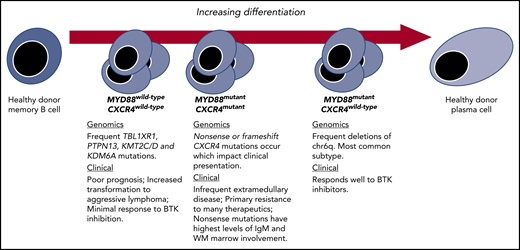 Genetic subtypes and the spectrum of differentiation in WM. Key genomic and clinical characteristics of WM disease based on revelations made possible by integrating transcriptome and epigenomic findings.