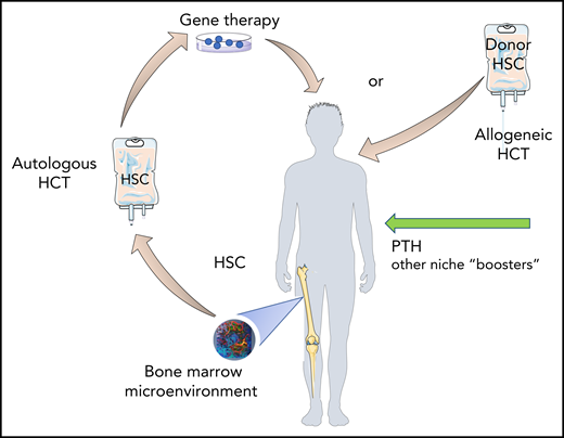 Protecting the seed, fertilizing the soil. Administration of PTH, or other “niche” boosters, may restore altered BM homeostasis in β-thalassemia patients resulting in more “fitted” HSC for gene therapy and a more permissive BM niche for engraftment of donor cells. Design elements were obtained from Smart Servier Medical Art (https://smart.servier.com/) and modified as needed. The bone marrow microenvironment snapshot is an image generated by the author.