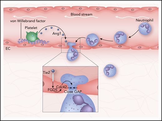 How the vascular gap is closed after a neutrophil has crossed. A neutrophil leaves the circulation by penetrating in between two individual endothelial cells (ECs). Consequently, it leaves behind a gap in the endothelial lining. Platelets stick to von Willebrand factor, release angiopoeitin-1 (Ang1), resulting in activating the endothelial receptor Tie2. Inset: Tie2 activation triggers intracellular endothelial signals, including the actin remodelling proteins RhoGEF FGD5 and small RhoGTPase Cdc42, resulting in lateral protrusions and closing of the gap.