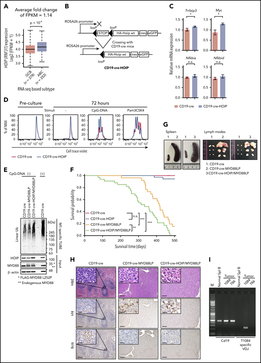 Augmented LUBAC expression accelerates oncogenic MYD88-mediated B-cell lymphomagenesis in mice. (A) Association of HOIP (RNF31) expression with cell of origin in human DLBCL. Boxes represent the median and the first and third quartiles, and whiskers represent the minimum and maximum of all data points. (B) Schematic representation of conditional expression of HOIP in mice. (C) Transcript levels of NF-κB target genes in unstimulated splenic B cells from mice (10 weeks old), normalized against Actb messenger RNA; n = 3 per genotype. Data are presented as means ± standard deviation (SD). (D) Cell Trace Violet–labeled splenic B cells were cultured with or without stimuli. (E) Cell lysates of splenic B cells derived from CD19-cre, CD19-cre-MYD88LP, and CD19-cre-HOIP/MYD88LP mice were subjected to Halo-tagged linear ubiquitin-specific tandem ubiquitin binding entity (M1-specific TUBE) binding and Halo tag–based purification and analyzed by immunoblotting. (F) Kaplan-Meier plots of survival of transgenic mice (n = 18, CD19-cre; n = 36, CD19-cre-HOIP; n = 26, CD19-cre-MYD88LP; and n = 33, CD19-cre-HOIP/MYD88LP). (G-I) Representative tumor involvement of lymphoid organs isolated from 9-month-old CD19-Cre-MYD88LP and CD19-cre-HOIP/MYD88LP mice. (G) Macroscopic appearance of spleens (left) and lymph nodes (right). (H) Representative H&E and immunohistochemical staining for Irf4 and Bcl6 of spleens (CD19-cre mice) or tumors (CD19 cre-MYD88LP and CD19-cre-HOIP/MYD88LP mice). Scale bars represent 200 μm (inset 20 μm). (I) Representative analyses of clonality. Tumor 1084–specific primers specifically amplified tumor 1084–specific V(D)J but did not amplify V(D)J from genomic DNA of normal splenic B cells or tumor 786. *P < .05, **P < .01, and ***P < .001, 2-tailed unpaired Student t test (A and C) or log-rank test (F). See also supplemental Figures 1 and 2 and supplemental Table 1. CpG, cytosine guanine dinucleotide; FPKM, fragments per kilobase million; HA, hemagglutinin; n.s., not significant; Spl, splenic; wt, wild-type.