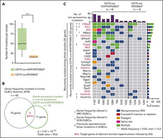 LUBAC facilitates somatic mutations in genes frequently mutated in human DLBCL. (A-C) Mutations with VAF >0.05 in tumor samples were selected and analyzed. (A) Numbers of total mutations including both synonymous and nonsynonymous mutations in each tumor sample. Boxes represent the median and the first and third quartiles, and whiskers represent the minimum and maximum of all data points. (B) Venn diagram depicting the overlap between genes recurrently mutated nonsynonymously in lymphoma cells derived from CD19-cre-HOIP/MYD88LP mice and those frequently detected in human DLBCL.30 (C) Mutational heatmap showing recurrently mutated genes across sequenced samples, color-coded according to 5 types of genetic alteration. Above the mutational heatmap, the bar graph indicates the number of nonsynonymous mutations in each sample. To the right of the mutational heatmap, the stacked bar graph indicates the percentage of tumors that have each mutations, using the same 5-color scheme. Target genes of aberrant somatic hypermutation induced by AID in human DLBCL are labeled in red. Black daggers indicates murine homologous genes frequently mutated in human DLBCL.30 Red and blue daggers indicate murine homolog of previously reported altered genes significantly enriched in human ABC-DLBCL and GCB-DLBCL, respectively.30 ***P < .001, Brunner-Munzel test (A). (B) Fisher’s exact test. See also supplemental Figure 3 and supplemental Table 5.