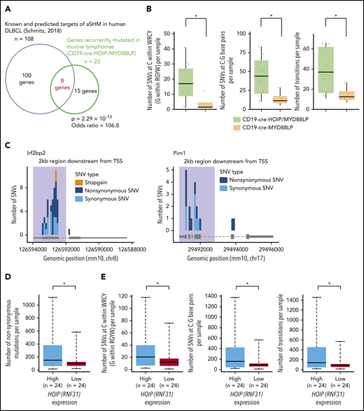 LUBAC facilitates aberrant somatic hypermutations mediated by AID. (A-C) Mutations with VAF >0.05 in tumor samples were selected and analyzed. (A) Venn diagram depicting the overlap between genes recurrently mutated in lymphoma cells derived from CD19-cre-HOIP/MYD88LP mice and murine homolog of known or predicted targets of aberrant somatic hypermutation mediated by AID.30 (B) Numbers of SNVs at C/G within the WRCY/RGYW motifs (left), and numbers of C:G (center) and transition mutations (right) in each tumor sample. (C) Mutation distribution in targeted genes observed in lymphoma cells derived from 8 CD19-cre-HOIP/MYD88LP mice. Shadows indicate the 2-kb region downstream of the transcription start site (TSS). (D) Numbers of nonsynonymous mutations in each human DLBCL sample. (E) Numbers of SNVs at C/G within the WRCY/RGYW motifs (left), and numbers of C:G (center) and transition mutations (right) in each human DLBCL sample. (D and E) Average fold change of FPKM (high vs low) = 1.36. Boxes represent the median and the first and third quartiles, and whiskers represent the minimum and maximum of all data points. *P < .05, **P < .01, and ***P < .001, Fisher’s exact test (A), Brunner-Munzel test (B), or 2-tailed unpaired Student t test (D and E). See also supplemental Figure 3 and supplemental Tables 6-8.