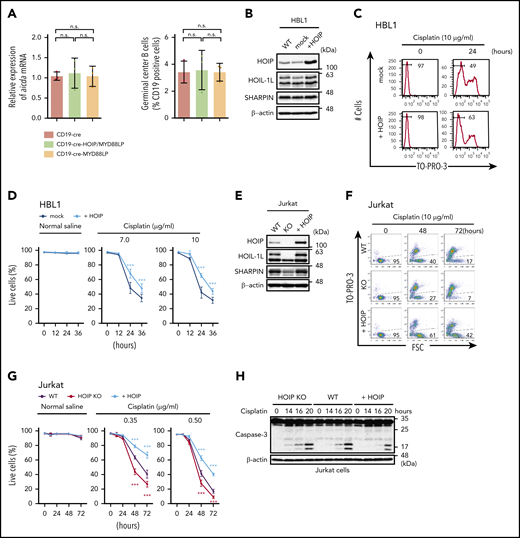 Augmented LUBAC activity overcomes cell death induced by DNA damage thereby accelerating accumulation of somatic mutations. (A) Transcript levels of Aicda, normalized to Actb (left panel), and percentages of germinal center B cells (right panel) in mesenteric lymph nodes from 10-week-old mice; n = 3 per genotype. Data represent means ± SD. (B) HOIP-overexpressing HBL1 cells were established, and immunoblot analyses were performed using lysates from wild-type (WT), mock-transfected, or HOIP-overexpressing HBL1 cells. (C) Live cells were analyzed by fluorescence-activated cell sorting using TO-PRO-3 staining. HBL1 cells were treated with or without 10 μg/mL cisplatin for 0 to 24 hours. (D) Percentage of live cells (±SD); n = 6 per group in 3 independent experiments. (E) Immunoblot analyses were performed using lysates from wild-type, HOIP-knockout (KO), or HOIP-overexpressing Jurkat cells. (F) Live cells were analyzed by fluorescence-activated cell sorting using FSC and TO-PRO-3 staining. Jurkat cells were treated with or without 0.5 μg/mL cisplatin for 0 to 72 hours. (G) Percentage of live cells (±SD) in 3 independent experiments. (H-J) Jurkat cells were treated with 3 μg/mL cisplatin for the indicated periods, followed by immunoblotting (H-I) or quantitative reverse-transcription polymerase chain reaction, normalized against Actb messenger RNA (mRNA) (J). (K) Jurkat cells were treated with 5 μg/mL cisplatin for the indicated periods. Whole-cell lysates were analyzed by anti-NEMO immunoprecipitation (IP), followed by immunoblotting using antibodies against linear polyubiquitin (Ub) and NEMO. (L) Correlation of expression of HOIP (RNF31) and negative regulation of intrinsic apoptotic signaling signature (left) and NF-κB signaling signature (right). *P < .05, **P < .01, and ***P < .001, 1-way analysis of variance (ANOVA) with Turkey’s post hoc test (A), 2-way ANOVA with Bonferroni post hoc test (D, G, and J), or Pearson’s correlation (L). See also supplemental Figures 4 and 5 and supplemental Tables 1 to 4.