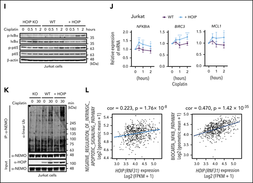 Augmented LUBAC activity overcomes cell death induced by DNA damage thereby accelerating accumulation of somatic mutations. (A) Transcript levels of Aicda, normalized to Actb (left panel), and percentages of germinal center B cells (right panel) in mesenteric lymph nodes from 10-week-old mice; n = 3 per genotype. Data represent means ± SD. (B) HOIP-overexpressing HBL1 cells were established, and immunoblot analyses were performed using lysates from wild-type (WT), mock-transfected, or HOIP-overexpressing HBL1 cells. (C) Live cells were analyzed by fluorescence-activated cell sorting using TO-PRO-3 staining. HBL1 cells were treated with or without 10 μg/mL cisplatin for 0 to 24 hours. (D) Percentage of live cells (±SD); n = 6 per group in 3 independent experiments. (E) Immunoblot analyses were performed using lysates from wild-type, HOIP-knockout (KO), or HOIP-overexpressing Jurkat cells. (F) Live cells were analyzed by fluorescence-activated cell sorting using FSC and TO-PRO-3 staining. Jurkat cells were treated with or without 0.5 μg/mL cisplatin for 0 to 72 hours. (G) Percentage of live cells (±SD) in 3 independent experiments. (H-J) Jurkat cells were treated with 3 μg/mL cisplatin for the indicated periods, followed by immunoblotting (H-I) or quantitative reverse-transcription polymerase chain reaction, normalized against Actb messenger RNA (mRNA) (J). (K) Jurkat cells were treated with 5 μg/mL cisplatin for the indicated periods. Whole-cell lysates were analyzed by anti-NEMO immunoprecipitation (IP), followed by immunoblotting using antibodies against linear polyubiquitin (Ub) and NEMO. (L) Correlation of expression of HOIP (RNF31) and negative regulation of intrinsic apoptotic signaling signature (left) and NF-κB signaling signature (right). *P < .05, **P < .01, and ***P < .001, 1-way analysis of variance (ANOVA) with Turkey’s post hoc test (A), 2-way ANOVA with Bonferroni post hoc test (D, G, and J), or Pearson’s correlation (L). See also supplemental Figures 4 and 5 and supplemental Tables 1 to 4.