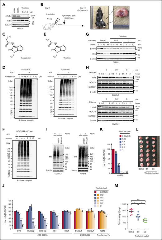 LUBAC is an effective target for the treatment of DLBCL. (A) Elevated phosphorylation and degradation of IκBα in unstimulated HM876 cells were suppressed by thiolutin. (B) Diagram of allogeneic transplantation model. s.c., subcutaneously. (C) Chemical structure of aureothricin. (D) Inhibition of LUBAC ligase activity by aureothricin and thiolutin in vitro. ATP, adenosine triphosphate; IB, immunoblotting. (E) Chemical structure of thiolutin. (F) Thiolutin inhibited linear polyubiquitination mediated by HOIP (amino acids 699-1072). (G) Upon stimulation of DLBCL2 cells with CD40 ligand, thiolutin suppressed phosphorylation and degradation of IκBα in a dose-dependent manner. DLBCL2 cells were exposed to thiolutin or DMSO for 2 hours and then stimulated with CD40 ligand (30 ng/mL) for the indicated times. (H) Levels of LUBAC components in DLBCL2 (upper panel) and HM876 (lower panel) cells treated with thiolutin were reduced in a dose-dependent manner. (I) Cell lysates of DLBCL2 (left panel) and HM876 (right panel) cells treated with or without thiolutin (0.1 μM) for 2 hours were analyzed by immunoblotting. Samples were probed with anti-linear ubiquitin specific antibody (LUB9). (J) Viability of DLBCL lines after 48 hours treatment with the indicated concentrations of thiolutin, normalized against that of control (DMSO-treated) cells. Data are means ± SD from three experiments. (K) Viability of HM876 cells after 48 hours treatment with the indicated concentrations of thiolutin, normalized against that of control (DMSO-treated) cells. Data are means ± SD from three experiments. (L and M) Thiolutin suppressed growth of lymphomas in vivo. (L) Gross appearance of engrafted tumors. (M) Tumor weight. Data represent means ± SD. *P < .05, **P < .01, and *** P < .001, 2-tailed unpaired Student t test (J and K) or one-way ANOVA with Turkey’s post hoc tests (M). See also supplemental Figure 6.
