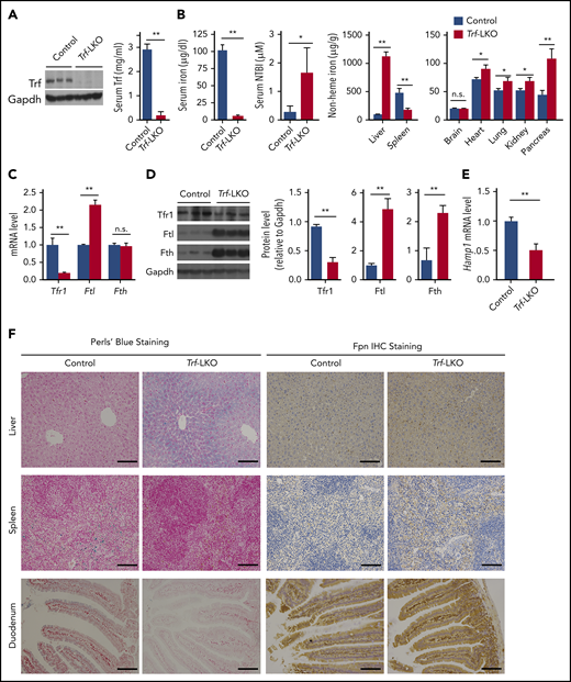 Trf-LKO mice have impaired iron metabolism. (A) Hepatic Trf protein and serum Trf levels were measured in 8-week-old control (Trffl/fl) and Trf-LKO (n = 6-7 mice/group) mice. (B) Serum iron levels, serum NTBI levels, and tissue non-heme iron concentrations were measured in 8-week-old control and Trf-LKO mice (n = 8-10 mice/group). (C) Hepatic Tfr1, Ftl, and Fth mRNA levels were measured in control and Trf-LKO mice using RT-PCR (n = 6 mice/group). (D) Western blot analysis of hepatic Tfr1, ferritin-L (Ftl), and ferritin-H (Fth) proteins in control and Trf-LKO mice (n = 3 mice/group). (E) RT-PCR analysis of hepatic Hamp mRNA in control and Trf-LKO mice (n = 6 mice/group). (F) Perls Prussian blue staining for iron and Fpn1 IHC were performed in liver, spleen, and duodenum sections obtained from control and Trf-LKO mice; the scale bars represent 100 μm. *P < .05, **P <. 01, Student t test. n.s., not significant.