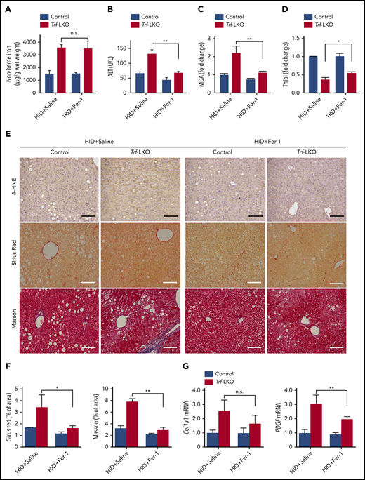 Fer-1 treatment rescues iron overload‒induced ferroptosis in Trf-LKO mice. Hepatic non-heme iron (A), serum ALT (B), hepatic MDA (C), and hepatic thiol (D) levels were measured in HID-fed control mice and Trf-LKO mice treated with saline or Fer-1 (n = 3-6 mice/group). (E) Liver sections obtained from HID-fed control and Trf-LKO mice treated with saline or Fer-1 were stained with 4-HNE, Sirius Red, and Masson’s trichrome; the scale bars represent 100 μm. (F) Quantitative analyses for Sirius red and Masson’s trichrome staining in the indicated groups. (G) Hepatic mRNA levels of the fibrotic genes Col1a1 and PDGF were measured in the indicated groups. *P < .05, **P < .01, one-way analysis of variance with Tukey’s post hoc test. n.s., not significant.