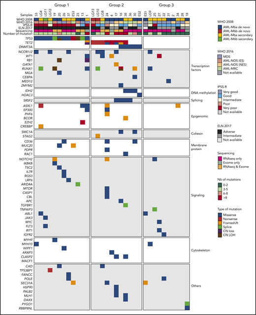 Genetic alterations of a human AEL cohort. Heatmap representing 3 molecular AEL subgroups: TP53-mutated (group 1), epigenetic modifier-mutated (group 2), and others (with no recurrent mutation; group 3), according to WHO 2008 and 2016 diagnosis classifications, cytogenetic risk group (IPSS-R), ELN 2017 risk stratification, methods of sequencing, number of predicted driver mutations, and type of predicted driver mutations.