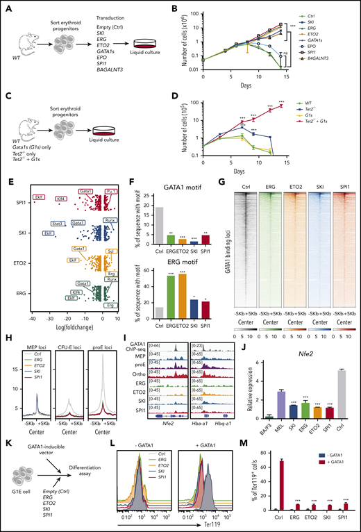 AEL-associated transcription factors transform erythroid progenitors and impair GATA1 activity. (A) Experimental design: mouse erythroid progenitors (CD71+Ter119+KIT+/low) were sorted from lineage marker–depleted BM, transduced with retrovirus encoding SKI, ERG, ETO2, GATA1s, EPO, SPI1, or B4GALNT3 combined with IRES-GFP (GFP expression is a surrogate marker for transgene expression), or an empty vector (Ctrl), and maintained in StemSpan SFEM with cytokines (mSCF, mIL3, mIL6, hEPO, cholesterol, and dexamethasone). (B) A total of 5 × 104 transduced mouse erythroid progenitors were cultured for 15 days and viable cells were enumerated by trypan-blue exclusion. Mean plus or minus SD number of cells is represented. SKI (n = 5), ERG (n = 4), ETO2 (n = 3), GATA1s (n = 3), EPO (n = 3), SPI1 (n = 6), B4GALNT3 (n = 3), or empty vector (Ctrl) (n = 5). (C) Experimental design: erythroid progenitors (CD71+ Ter119+ KIT+/low) from WT, Tet2−/−, Gata1s (G1s), or Tet2−/−+ Gata1s (Tet2−/−+G1s) mice were sorted from lineage marker–depleted BM and maintained for 15 days in StemSpan SFEM with cytokines (mSCF, mIL3, mIL6, hEPO, cholesterol, and dexamethasone). (D) A total of 3.5 × 104 sorted erythroblasts from WT, Tet2−/−, Gata1s (G1s), or Tet2−/−+ Gata1s (Tet2−/−+G1s) mice were grown in liquid cultures over 15 days and viable cells were counted by trypan-blue exclusion. Mean plus or minus SD (n = 3) is shown. (E) Dot-plot showing the log(fold changes) of the percentage of sequence for a given motif found under ATAC-seq peaks, between normal and transformed erythroblasts (expressing ERG, ETO2, SKI, and SPI1). (F) Histogram representation of the percentage of sequence with GATA1 (top) or ERG (bottom) motif found under ATAC-seq peaks of normal (Ctrl) and transformed erythroblasts. Statistical differences were calculated using the χ2 test. For GATA1 motif, Ctrl vs ERG: P = .0013; Ctrl vs ETO2: P = .0001; Ctrl vs SKI: P < .00001; Ctrl vs SPI1: P = .0032. For ERG motif, Ctrl vs ERG: P = .00001; Ctrl vs ETO2: P < .00001; Ctrl vs SKI: P = .0498; Ctrl vs SPI1: P = .0415. (G) Heatmap representing the hierarchical clustering of ATAC-seq signals, performed using normal (Ctrl) and transformed erythroblast by either ERG, ETO2, SKI, or SPI1, focused on GATA1-binding sites in normal Ter119+ erythroblast (ENCODE). Heatmaps were focused on peak centers with ±5 kb. (H) Profile plot representing ATAC-seq signals performed using normal (Ctrl) and transformed erythroblast expressing either ERG, ETO2, SKI, or SPI1 on ATAC-seq specific peaks previously identified in mouse MEP, CFU-E, or proerythroblasts (proE).35 Profile-plot were focused on peaks centers with ±5 kb. (I) Visualization of GATA1 ChIP-seq peaks performed in normal erythroblast (ENCODE, first lane, gray) and ATAC-seq peaks of normal MEP, proerythroblast, orthochromatic erythroblast, and transformed erythroblasts expressing ERG, ETO2, SKI, or SPI1, focused on Nfe2, Hba-a1, and Hbq-a1 genes, using IGV software (v 2.3.88). (J) Quantitative Nfe2 mRNA expression measured by RT-qPCR in WT erythroblast (Ctrl) or erythroblast transformed with either SKI, ERG, ETO2, or SPI1 overexpression. Expression levels were also compared with the erythroleukemia MEL or the Ba/F3 myelolymphoid cell line. (K) Experimental design: G1E cell lines were cotransduced with a GATA1 doxycycline-inducible vector and with MSCV-vector expressing either ERG, ETO2, SKI, SPI1, or empty. (L) Flow cytometry histogram analysis of Ter119 expression in G1E cells expressing ERG (green), ETO2 (orange), SKI (blue), SPI1 (red), or empty control (gray), without (left) or with (right) induction of GATA1 expression. (M) Histogram representation of Ter119 expression detected by flow cytometry analysis of G1E cells expressing ERG, ETO2, SKI, SPI1, or empty control, without (gray) or with (red) induction of GATA1 expression. Statistical significance (in panels B, D, J, and M) is indicated as P values (Student t test except when otherwise specified). *P < .05; **P < .01; ***P < .001.