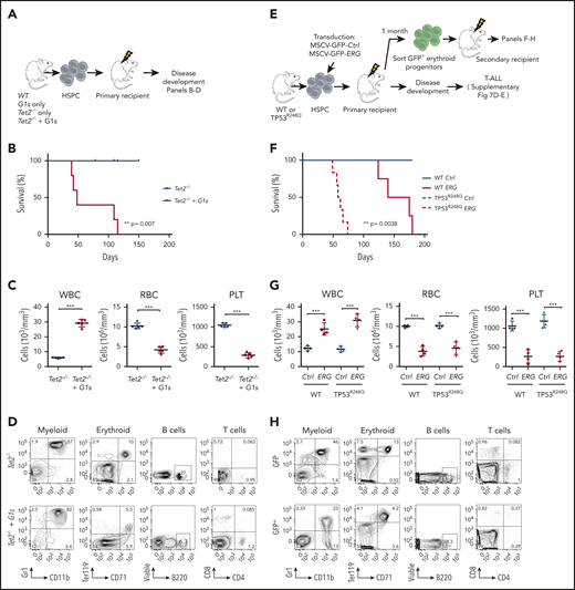 In vivo modeling of functional cooperation between AEL-associated alterations. (A) Experimental design: mouse CD45.2+ HSPCs from WT, G1s, Tet2−/−, or Tet2−/−+ G1s mice were sorted and injected into sublethally irradiated CD45.1+ recipients followed for disease development. (B) Kaplan-Meier plot of diseased recipients of HSPC cells from Tet2−/− (n = 5) or Tet2−/−+G1s (n = 5) mice. (C) Peripheral blood counts (WBC, RBC, and PLT) of immunodeficient mice engrafted with HSPC cells from Tet2−/− (n = 5) or Tet2−/−+G1s (n = 5) mice. (D) Flow cytometry analysis of myeloid cells (Gr1+CD11b+), erythroid progenitors (CD71+ Ter119+), B cells (B220+), and T cells (CD4+CD8+) gated for CD45.2+ donor cells from Tet2−/− or Tet−/−+G1s mice. (E) Experimental design: HSPCs from WT or TP53R248Q mice were retrovirally transduced with ERG or an empty vector (Ctrl), containing both an IRES-GFP expression cassette, and transplanted into WT primary recipients. Top, Primary recipients of ERG-transduced cells developed T-ALL (supplemental Figure 6). Bottom, to investigate cooperation specifically in erythroid progenitors, ERG-expressing erythroid progenitors (GFP+CD71+Ter119+KITlow/+) were sorted from primary recipient mice and transplanted into secondary recipients to follow disease development. (F) Kaplan-Meier plot of diseased secondary recipient mice (described in panel A). WT (Ctrl or ERG): n = 4, TP53R248Q (Ctrl or ERG): n = 6. (G) Peripheral white blood cell (WBC), red blood cell (RBC), and platelet (PLT) counts of diseased mice transplanted with WT or TP53R248Q HSPC retrovirally transduced with ERG or empty vector (Ctrl). WT (Ctrl or ERG): n = 4, TP53R248Q (Ctrl or ERG): n = 4. (H) Flow cytometry analysis of myeloid cells (CD11b+Gr-1+), erythroid progenitors (CD71+Ter119+), B cells (B220+), and T cells (CD4+CD8+) from diseased secondary recipients of TP53R248Q HSPCs retrovirally transduced with ERG gated for GFP+ or GFP− cells. Statistical significance (in panels B, C, F, and G) is indicated as P values (Student t test except when otherwise specified). *P < .05; **P < .01; ***P < .001.