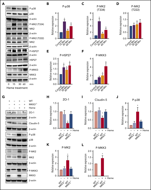 Intracellular MKK3/P38 pathway affected by heme. (A-F) HLMVECs were treated with heme (50 µM) for different time points, and cell lysate was prepared in RIPA buffer with protease and phosphatase inhibitors. The MKK3/p38/HSP27 axis proteins were found to be activated after heme treatment. Representative blots of proteins and corresponding proteins phosphorylation levels for P-p38, p38, P-MK2 (T334), P-MK2 (T222), P-HSP27, HSP27, P-MKK3 (S189), and MKK3 (A), quantified using BioRad software (B-F). (H-L) MKK3−/− mice had attenuated barrier disruption and diminished p38 pathway activation. Wild-type (WT) and MKK3−/− mice were treated with heme (250 µM IV) or with vehicle for 6 hours, their were lungs excised, and lysates were prepared in RIPA buffer with protease and phosphatase inhibitors. Our data indicate activation of MKK3/P38 on heme treatment that was blunted in MKK3−/− lungs. TJ proteins showed a decrease only in WT mice treated with heme. Representative blots of proteins ZO-1, CLDN-5, P-p38, p38, P-MK2 (T334), MK2, P-MKK3(S189), and MKK3 (K), quantified using BioRad software (H-L). (M-P) Heme mildly activated adhesion molecules, specifically ICAM-1. Representative blots of E-selectin, ICAM-1, and VCAM-1, and quantifications are shown. All protein levels were normalized to β-actin. (Q) Assessment of heme-induced barrier dysfunction in mouse lungs. Mice were injected with heme or vehicle (6 hours) and, in the end, injected with fluorescein isothiocyanate (FITC)–dextran to visualize FITC-dependent fluorescence in the lungs. Our data indicated a high level of extravasation of FITC-dextran into the lungs in WT rats treated with heme, whereas MKK3−/− rats showed protection against heme-mediated lung barrier disruption. (R) Quantification of FITC-dextran extravasation into the lungs showed that MKK3−/− mice were significantly protected from heme-induced barrier damage. Experiments were repeated at least 3 times. Values are mean ± standard error of the mean. (S) Heme injected into mice activates the MKK3/p38MAPK/HSP27 pathway, leading to disruption of TJs, causing cytoskeletal derangements and ultimately causing barrier disruption (red). Compromised endothelial barrier is reflected by flow of FITC-dextran from bloodstream and into lung tissue. MKK3−/− mice are highly protected (green) from heme-induced endothelial barrier disruption. *P < .05 compared with WT, **P < .05 compared with MKK3 vehicle, ***P < .05 compared with WT heme group.