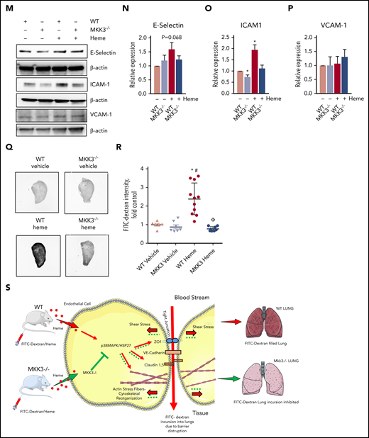 Intracellular MKK3/P38 pathway affected by heme. (A-F) HLMVECs were treated with heme (50 µM) for different time points, and cell lysate was prepared in RIPA buffer with protease and phosphatase inhibitors. The MKK3/p38/HSP27 axis proteins were found to be activated after heme treatment. Representative blots of proteins and corresponding proteins phosphorylation levels for P-p38, p38, P-MK2 (T334), P-MK2 (T222), P-HSP27, HSP27, P-MKK3 (S189), and MKK3 (A), quantified using BioRad software (B-F). (H-L) MKK3−/− mice had attenuated barrier disruption and diminished p38 pathway activation. Wild-type (WT) and MKK3−/− mice were treated with heme (250 µM IV) or with vehicle for 6 hours, their were lungs excised, and lysates were prepared in RIPA buffer with protease and phosphatase inhibitors. Our data indicate activation of MKK3/P38 on heme treatment that was blunted in MKK3−/− lungs. TJ proteins showed a decrease only in WT mice treated with heme. Representative blots of proteins ZO-1, CLDN-5, P-p38, p38, P-MK2 (T334), MK2, P-MKK3(S189), and MKK3 (K), quantified using BioRad software (H-L). (M-P) Heme mildly activated adhesion molecules, specifically ICAM-1. Representative blots of E-selectin, ICAM-1, and VCAM-1, and quantifications are shown. All protein levels were normalized to β-actin. (Q) Assessment of heme-induced barrier dysfunction in mouse lungs. Mice were injected with heme or vehicle (6 hours) and, in the end, injected with fluorescein isothiocyanate (FITC)–dextran to visualize FITC-dependent fluorescence in the lungs. Our data indicated a high level of extravasation of FITC-dextran into the lungs in WT rats treated with heme, whereas MKK3−/− rats showed protection against heme-mediated lung barrier disruption. (R) Quantification of FITC-dextran extravasation into the lungs showed that MKK3−/− mice were significantly protected from heme-induced barrier damage. Experiments were repeated at least 3 times. Values are mean ± standard error of the mean. (S) Heme injected into mice activates the MKK3/p38MAPK/HSP27 pathway, leading to disruption of TJs, causing cytoskeletal derangements and ultimately causing barrier disruption (red). Compromised endothelial barrier is reflected by flow of FITC-dextran from bloodstream and into lung tissue. MKK3−/− mice are highly protected (green) from heme-induced endothelial barrier disruption. *P < .05 compared with WT, **P < .05 compared with MKK3 vehicle, ***P < .05 compared with WT heme group.