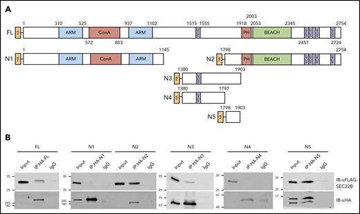 Identification of a SEC22B binding domain within NBEAL2. (A) HA-tagged full-length (FL) NBEAL2 and fragments N1 to N5 (initial and terminal amino acids indicated, plus known functional domains) were individually coexpressed with FLAG-SEC22B in HEK293 cells. (B) HA-tagged proteins were immunoprecipitated from lysates and analyzed via immunoblots. Probing with anti-FLAG and anti-HA showed that FLAG-SEC22B pulled down FL HA-NBEAL2, N2 (aa 1798-2754), N3 (aa 1380-1903), and N5 (aa 1798-1903), but not N1 (aa 1-1145) or N4 (aa 1380-1797). These results indicate that a region within aa 1798 to 1903 of NBEAL2 can bind SEC22B. ARM, armadillo-like; ConA, concanavalin A-like; IgG, immunoglobulin G.