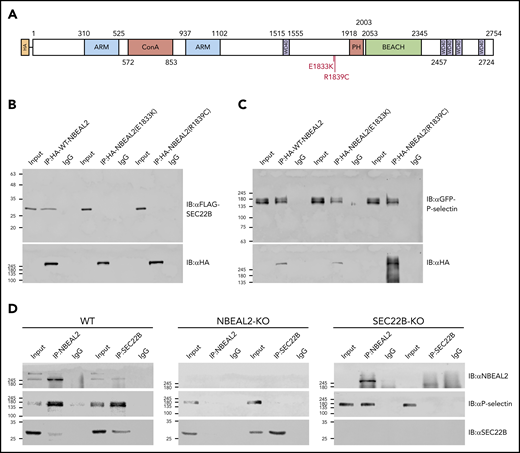GPS-associated missense variants abrogate NBEAL2-SEC22B binding, and NBEAL2 is required for SEC22B–P-selectin interaction. (A) Two GPS-associated missense variants E1833K and R1839C are located within the putative SEC22B binding region of NBEAL2 (aa 1798-1903). (B) Transfected HEK293 cells coexpressing FLAG-SEC22B and either HA-tagged WT NBEAL2 (lanes 1-3), NBEAL2 (E1833K) (lanes 4-6), or NBEAL2 (R1839C) (lanes 7-9) were used for IP experiments and analyzed via immunoblots. Although all HA-tagged constructs were expressed, WT NBEAL2, but not the 2 NBEAL2 variants was able to coimmunoprecipitate SEC22B. (C) Similar experiments performed with HEK293 cells coexpressing GFP-tagged P-selectin instead of FLAG-SEC22B showed that WT NBEAL2 and both NBEAL2 variants were able to coimmunoprecipitate P-selectin, indicating a specific effect of GPS-associated variants on SEC22B binding. (D) Native NBEAL2 and SEC22B were immunoprecipitated using specific antibodies in WT, NBEAL2-KO, and SEC22B-KO imMKCL cells. NBEAL2, P-selectin, and SEC22B can be coimmunoprecipitated together in WT cells (WT, left panel). However, SEC22B was unable to coimmunoprecipitate P-selectin in the absence of NBEAL2 (NBEAL2-KO, middle panel), whereas NBEAL2 could coimmunoprecipitate P-selectin in the absence of SEC22B (SEC22B-KO, right panel). These results suggest that NBEAL2 mediates the interaction between SEC22B and P-selectin.