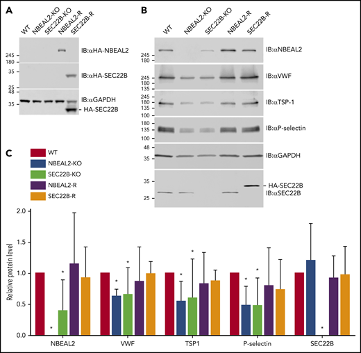 Expression of NBEAL2, SEC22B, and α-granule proteins in imMKCL WT, KO, and rescue cells. (A) Immunoblot analysis confirmed loss of NBEAL2 or SEC22B in CRISPR/Cas9 gene-edited NBEAL2-KO and SEC22B-KO cell lines and confirmed expression of HA-NBEAL2 and HA-SEC22B in the rescue lines NBEAL2-R and SEC22B-R. (B) Immunoblot analysis showed reduced expression of von Willebrand factor (VWF), thrombospondin-1 (TSP-1), and P-selectin in NBEAL2-KO and SEC22B-KO cells and restoration of expression of these proteins in NBEAL2-R and SEC22B-R cells. (C) Densitometric analysis of immunoblots indicated SEC22B-KO cells had significantly decreased NBEAL2 expression relative to WT (39.2% ± 11.8%), whereas NBEAL2-KO cells had normal levels of SEC22B (119.8% ± 14.0%). Relative protein levels represent the ratio relative to glyceraldehyde-3-phosphate dehydrogenase (GAPDH) normalized to the WT ratio. Data are representative of 3 independent experiments (bars = 95% confidence intervals). *P < .05 via 2-way analysis of variance with Dunnett’s post hoc test relative to WT.