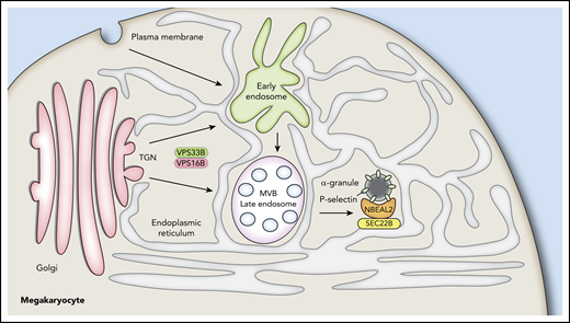 Proposed interactions of NBEAL2 with SEC22B and P-selectin during α-granule biogenesis. The ER extends throughout MKs, making numerous contacts with the Golgi, organelles, early endosomes, late endosomes/multivesicular bodies (MVB), and other vesicles. α-granule biogenesis likely begins with events at the trans-Golgi network mediated by the VPS33B/VPS16B complex and proceeds via maturation of endosomes into α-granules containing the membrane spanning protein P-selectin. We showed previously that NBEAL2 can bind to P-selectin and that these proteins likely interact on precursor and/or mature α-granules to stabilize their protein cargo.35 We show in this study that NBEAL2 can simultaneously bind to SEC22B and present evidence this interaction may be required for α-granule formation. A possible implication of these interactions is that NBEAL2 acts as a bridge between the ER and forming/mature α-granules that is necessary for granule production and/or cargo retention.