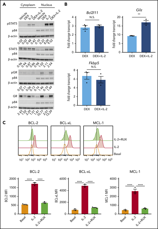 IL-2 upregulates antiapoptotic proteins. (A) Western blot of cytoplasmic and nuclear total and phosphorylated STAT5 and GR in murine CD8 T cells pretreated or not with 10 ng/mL of IL-2 followed by treatment with vehicle control or 1 µM DEX for 30 minutes. β-actin is used as a cytoplasmic loading control and p84 is used as a nuclear loading control. The numbers below each panel of images represent the ratio between total or phosphorylated STAT5 or GR and the relevant cytoplasmic or nuclear loading control obtained via image quantification. (B) Fold change in transcript expression of the direct GR target genes Bcl2l11, Gilz, and Fkbp5 in murine CD8 T cells pretreated or not with 10 ng/mL of IL-2 for 1 hour followed by treatment with vehicle control or 1 µM DEX for 4 hours in technical triplicate. Fold change values are relative to untreated or IL-2–treated cells, respectively. (C) MFIs and representative histograms of BCL-2, BCL-xL, and MCL-1 protein expression in murine CD8 T cells in the basal state or following exposure to 10 ng/mL of IL-2 with or without 500 nM RUX for 24 hours in technical triplicate. Statistical significance was assessed using 2-sample Student t tests (B) or 1-way ANOVA with Tukey’s method for multiple comparisons adjustment (C). All data are representative of 3 independent experiments. ****P < .0001; ***P < .001; **P < .01; *P < .05.