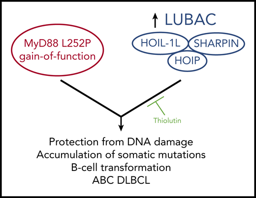Jo et al demonstrate that an increase in LUBAC activity via elevated levels of HOIP cooperates with the MyD88 L252P activating mutation in mice to induce B lymphomas that resemble ABC DLBCL. The lymphomas are thought to arise in part from a HOIP-mediated cellular protection from DNA damage events, leading to the accumulation of somatic mutations that likely play a role in B-cell transformation. The authors identify Thiolutin as an inhibitor of HOIP E3 ligase activity in vitro that can inhibit lymphoma growth in vivo.
