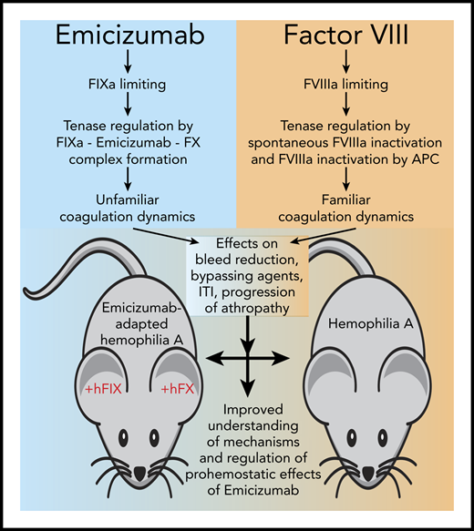 Research enabled by the emicizumab-adapted hemophilia A mouse bleeding model. Emicizumab (Hemlibra, also known as ACE910) is a FVIIIa mimetic that changes the familiar coagulation dynamics of FVIII replacement in hemophilia A since it is not based on FVIII. Instead, the activity of Emicizumab is regulated by the generation of FIXa and the formation of the heterodimeric FIX(a)-emicizumab-FX complex, while traditional regulation of FVIIIa by spontaneous inactivation and proteolytic inactivation by activated protein C (APC) are no longer applicable. This change in coagulation dynamics has several implications in hemophilia for the reduction of bleeding, the activity of other bypassing agents, and possibly the concentration of FVIII required for immune tolerance induction (ITI) and progression of hemophilic arthropathy (see text for details). The emicizumab-adapted hemophilia A mouse bleeding model, using human FIX (+hFIX) and FX (+hFX), enables comparison of the effects of emicizumab to that of FVIII to improve our understanding of the mechanisms and regulation of prohemostatic effects of emicizumab.