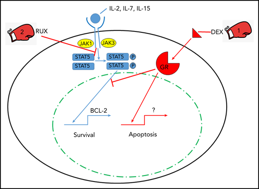 The one-two punch of dexamethasone (DEX) and RUX in treating CSS. Cytokines interleukin-2 (IL-2), IL-7, and IL-15 signal through lymphocyte cell surface cytokine receptors activating JAK proteins which leads to phosphorylation (P) of STAT5. Phosphorylated STAT5 homodimers enter the nucleus and transcriptionally activate prosurvival genes such as BCL-2. DEX triggers apoptosis via engagement of the glucocorticoid receptor (GR) and its nuclear signaling, and RUX inhibits JAK/STAT signaling to provide a one-two punch with DEX to overcome cytokine-induced survival signals that allow for lymphocyte cell death via apoptosis.