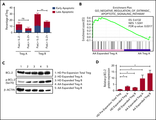 Upregulation of phosphorylated BCL-2 in in vitro expanded Treg-A and Treg-B. (A) The percentage of early (Viability Dye eFluor 780− Annexin V+) and late (Viability Dye eFluor 780+ Annexin V+) apoptotic cells in FasL-induced Treg-A and Treg-B before and after treatment with 20 IU/mL of human IL-2. Error bars represent mean ± SD. **P ≤ .01. (B) GSEA enrichment plot shows the significant enrichment of gene set for negative regulation of extrinsic apoptotic signaling pathway in AA-expanded Treg-A as compared with Treg-A before expansion. (C) Western blots show the BCL-2 and p-BCL-2 (Ser70) protein expression levels in HD and AA-expanded Treg-A and Treg-B in comparison with HD total Treg preexpansion. β-ACTIN protein level is used as a loading control. (D) Densitometric quantification of p-BCL-2 (Ser70) protein expression level normalized to β-ACTIN. Error bars represent mean ± SD. *P ≤ .05.