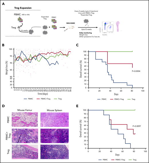 In vitro expanded Tregs suppress GVHD in NSG-SGM3 mice. (A) Schematic representation of isolation of Tregs, followed by xenotransplantation and downstream analysis. (B) Measurement of body weight loss (representing GVHD disease clinical feature) in recipient mice that were injected with HD-derived PBMCs without (n = 14) or with Tregs (autologous or allogenic) (n = 9) or Tregs alone (n = 3). (C) Overall survival of mice that were injected with HD-derived PBMCs without (n = 14) or with Tregs (autologous or allogenic) (n = 9) or Tregs alone (n = 3). (D) Representative histology tissue sections of the mouse femur bone and spleen. Hematoxylin and eosin staining; scale bar, 100 μm. (E) Overall survival of mice that were injected with AA patient-derived PBMCs without (n = 5) or with AA Tregs (autologous or allogenic) (n = 8) or AA Tregs alone (n = 2).