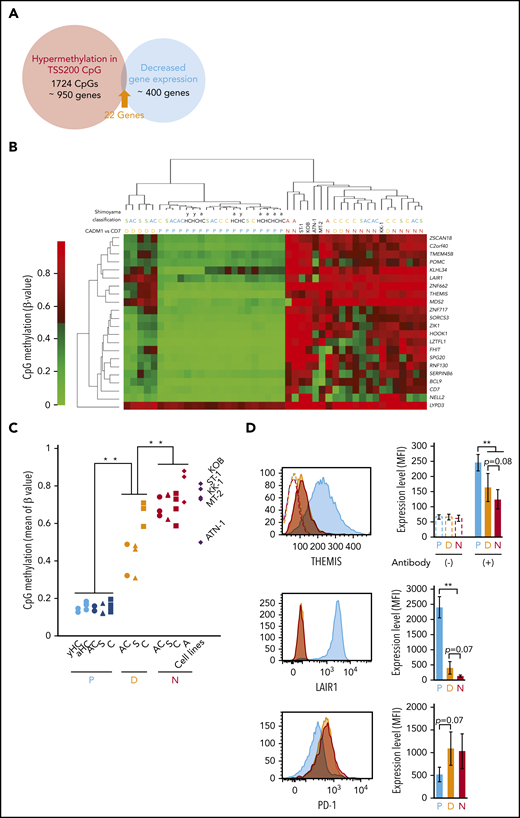 Inhibition of TCR signaling pathway negative regulators by DNA hypermethylation. (A) Venn diagram showing 22 genes that overlap between samples with HTLV-1–specific hypermethylated DMPs and those with expression decreased twofold or more in HTLV-1–infected cells in the gene expression data set, GSE55851. (B) Unsupervised hierarchical clustering analysis of the 22 extracted genes, using DNA methylation data (CpG probes used for unsupervised hierarchical clustering analysis are listed in supplemental Table 2). (C) Average β values of the 45 probes for the 22 extracted genes in each cell subpopulation from individuals and HTLV-1–infected T-cell lines. (D) Representative flow cytometric analysis of THEMIS, LAIR1, and PD-1, showing the amount of protein expression in P (blue), D (yellow), and N (red) cell subpopulations from a patient with smoldering ATL (left) and the average mean fluorescence intensity (MFI; right).