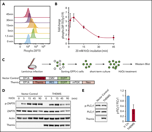 Regulation of TCR signaling by THEMIS. (A) Phosphorylation of ZAP-70 induced by treatment with 20 mM hydrogen peroxide in CD4+ T cells, as determined by intracellular flow cytometry. (B) Average mean fluorescence intensity of phosphorylated ZAP-70 in CD4+ T cells, exhibiting transient phosphorylation after hydrogen peroxide treatment. Data are expressed as means of 3 independent individuals with SD. (C) Experimental protocol for establishment of HTLV-1–infected cell lines exogenously expressing THEMIS and induction of ZAP-70 phosphorylation. (D) Immunoblots showing changes in the phosphorylation pattern of ZAP-70. TL-Om1 cells exogenously expressing THEMIS were isolated and treated with hydrogen peroxide for the indicated times. (E) Immunoblots showing downregulation of phosphorylation of PLCγ1 in MT-2 cells by exogenously expressed THEMIS under normal growth conditions.