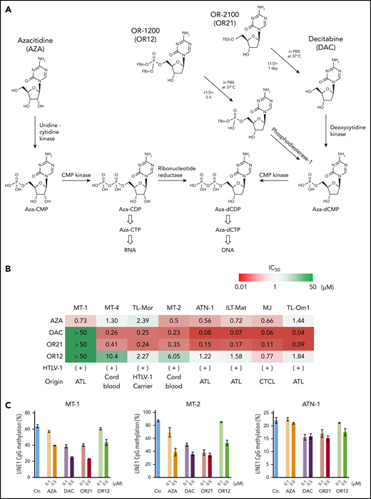 Anti-ATL effects of DNA demethylating agents in vitro. (A) Chemical structures and metabolic pathways of AZA, DAC, OR-1200 (OR12), and OR-2100 (OR21). (B) Fifty percent inhibitory concentration values of each compound in HTLV-1–infected T-cell lines treated with them for 4 days, determined by CCK-8 assay. Data are expressed as means of 3 independent experiments. (C) DNA methylation levels in LINE-1 regions determined by bisulfite pyrosequencing of HTLV-1–infected T-cell lines treated with the indicated compounds for 4 days. Data are expressed as means of 3 independent experiments with SD. (D) Immunoblots showing the levels of DNMT1 protein reduction in HTLV-1–infected T-cell lines after treatment with the indicated compounds for 4 days. Graphs show the mean fold-decrease (± SD) in DNMT1 protein compared with untreated cells, based on data from 3 independent experiments. (E) Gene expression levels of CD7, FHIT, C2orf40, THEMIS, LAIR1, and RNF130 in MT-1 and MT-2 cells after treatment with the indicated compounds.