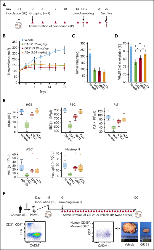 Anti-ATL effects of DAC and OR21 in an in vivo xenograft mouse model. (A) Experimental protocol for establishment of the MT-2 xenograft mouse model and treatment with DNA demethylating compounds. (B) Mean tumor volume in Balb/c Rag-2−/− Jak3−/− mice inoculated with MT-2 cells treated with vehicle (blue; n = 7); 1.25 mg/kg (5.5 µmol/kg) DAC (green; n = 7); 3.39 mg/kg (9.9 µmol/kg) OR21 (red; n = 7); or 1.34 mg/kg (5.5 µmol/kg) AZA (yellow; n = 7). Each compound and vehicle were injected intraperitoneally twice per week, as indicated by the black arrowheads. (C) Tumor weight and (D) DNA methylation levels at THEMIS promoter regions of xenograft tumors dissected from Balb/c Rag-2−/−Jak3−/− mice 22 days after first administration of compounds. Data are expressed as means with SDs (n = 7 per experimental group). Differences between subpopulations were evaluated using the Tukey-Kramer method (*P < .05). (E) Concentration of hemoglobin (HGB), complete blood counts, including white blood cells (WBC), red blood cells (RBC), platelets (PLT), and neutrophils, from BALB/c Rag2−/−Jak3−/− mice 22 days after first administration of compounds. (F) Experimental protocol for establishment of the patient-derived xenograft (PDX) and treatment with OR21. An ATL PDX mouse model was established by intraperitoneal inoculation of PBMCs from a patient with chronic ATL. PBMCs isolated from a patient with chronic ATL contained a much greater proportion of N subpopulation cells (77% of CD3+/CD4+ lymphocytes) than P subpopulation cells (6.5% of CD3+/CD4+ lymphocytes) determined by flow cytometric analysis. Balb/c Rag-2−/− Jak3−/− mice were intraperitoneally (IP) inoculated with PBMCs treated with either vehicle or 1.88 mg/kg OR21 twice per week. A relatively larger IP tumor containing human CD45+/mouseCD45−/CADM1+ cells (HTLV-1–infected human T cells) was formed in vehicle-treated mice ∼50 days after inoculation. (G) Body weights of individual mice and (H) Kaplan-Meier survival curves for the vehicle control (blue; n = 4) and 1.88 mg/kg OR21 (5.5 µmol/kg) (red; n = 5) treated groups. OR21 or vehicle was injected IP twice per week, as indicated by black arrowheads. Statistical significance was assessed using a 2-sided log-rank test.